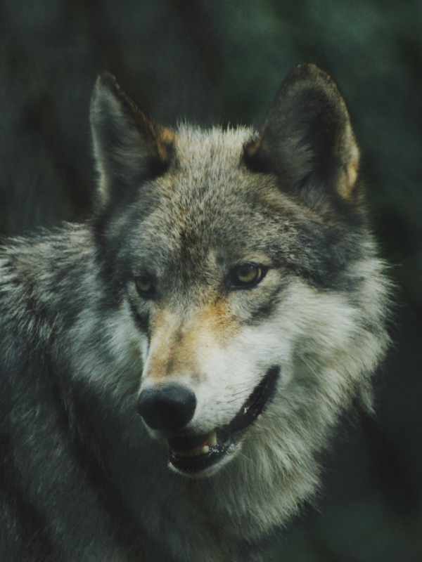 Animal lobo